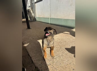 Dobby – ein fröhlicher Herzenshund sucht sein Für-Immer-Zuhause