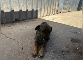 Dobby – ein fröhlicher Herzenshund sucht sein Für-Immer-Zuhause