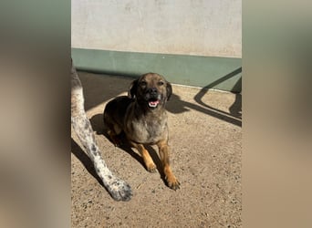 Dobby – ein fröhlicher Herzenshund sucht sein Für-Immer-Zuhause