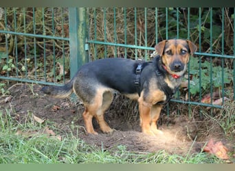 Dackelhündin Kiki 27 cm geb. 02/2025 wartet in Burgdorf bei Hannover