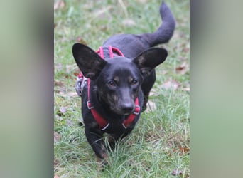 Dackelmix Laura 25cm geb. 01/2025 wartet in Burgdorf bei Hannover