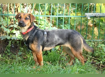 Dackelhündin Kiki 27 cm geb. 02/2025 wartet in Burgdorf bei Hannover