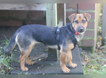 Dackelhündin Kiki 27 cm geb. 02/2025 wartet in Burgdorf bei Hannover