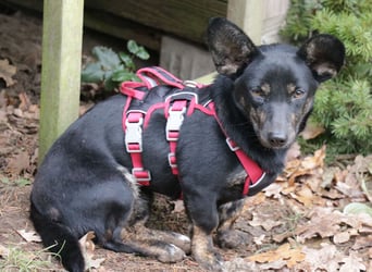 Dackelmix Laura 25cm geb. 01/2025 wartet in Burgdorf bei Hannover