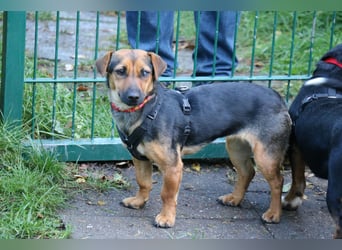 Dackelhündin Kiki 27 cm geb. 02/2025 wartet in Burgdorf bei Hannover