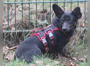 Dackelmix Laura 25cm geb. 01/2025 wartet in Burgdorf bei Hannover