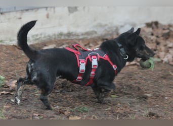 Dackelmix Laura 25cm geb. 01/2025 wartet in Burgdorf bei Hannover