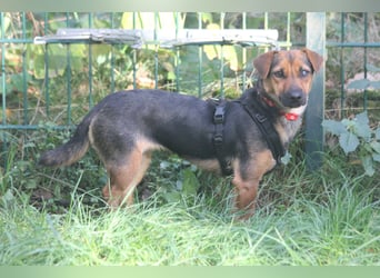 Dackelhündin Kiki 27 cm geb. 02/2025 wartet in Burgdorf bei Hannover