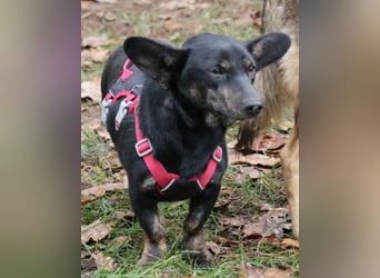 Dackelmix Laura 25cm geb. 01/2025 wartet in Burgdorf bei Hannover