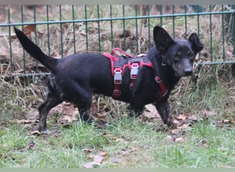 Dackelmix Laura 25cm geb. 01/2025 wartet in Burgdorf bei Hannover