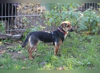 Dackelhündin Kiki 27 cm geb. 02/2025 wartet in Burgdorf bei Hannover