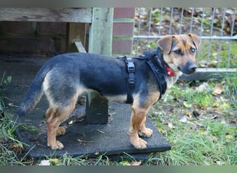 Dackelhündin Kiki 27 cm geb. 02/2025 wartet in Burgdorf bei Hannover