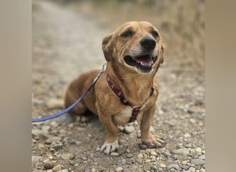 Stella 27cm geb. 03/2019 sucht ein liebevolles Zuhause