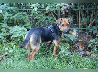 Dackelhündin Kiki 27 cm geb. 02/2025 wartet in Burgdorf bei Hannover
