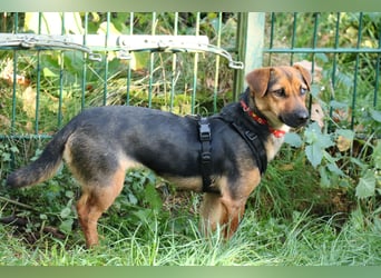 Dackelhündin Kiki 27 cm geb. 02/2025 wartet in Burgdorf bei Hannover