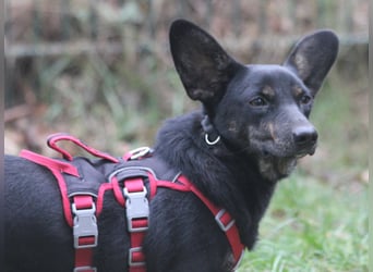 Dackelmix Laura 25cm geb. 01/2025 wartet in Burgdorf bei Hannover