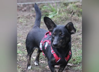 Dackelmix Laura 25cm geb. 01/2025 wartet in Burgdorf bei Hannover