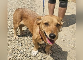 Stella 27cm geb. 03/2019 sucht ein liebevolles Zuhause
