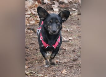 Dackelmix Laura 25cm geb. 01/2025 wartet in Burgdorf bei Hannover