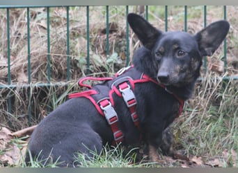 Dackelmix Laura 25cm geb. 01/2025 wartet in Burgdorf bei Hannover