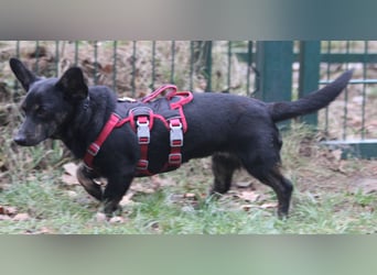 Dackelmix Laura 25cm geb. 01/2025 wartet in Burgdorf bei Hannover