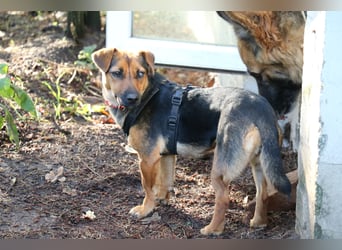 Dackelhündin Kiki 27 cm geb. 02/2025 wartet in Burgdorf bei Hannover