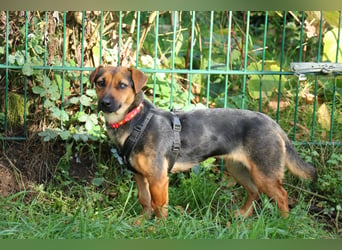 Dackelhündin Kiki 27 cm geb. 02/2025 wartet in Burgdorf bei Hannover