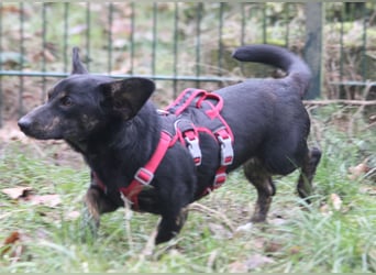 Dackelmix Laura 25cm geb. 01/2025 wartet in Burgdorf bei Hannover