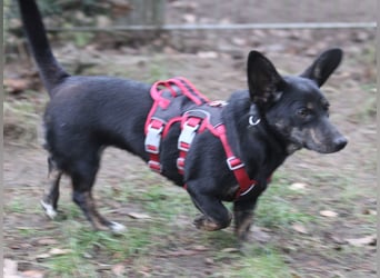 Dackelmix Laura 25cm geb. 01/2025 wartet in Burgdorf bei Hannover