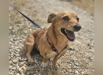 Stella 27cm geb. 03/2019 sucht ein liebevolles Zuhause