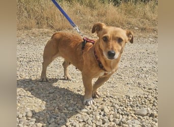 Stella 27cm geb. 03/2019 sucht ein liebevolles Zuhause