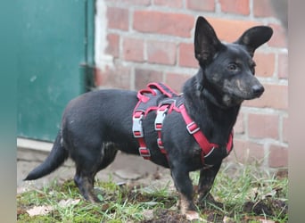 Dackelmix Laura 25cm geb. 01/2025 wartet in Burgdorf bei Hannover