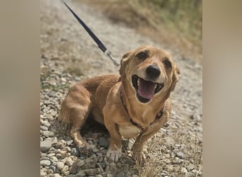 Stella 27cm geb. 03/2019 sucht ein liebevolles Zuhause