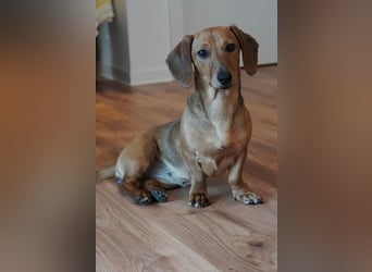 Alaska wartet in Rostock auf ihre Menschen