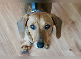 Alaska wartet in Rostock auf ihre Menschen