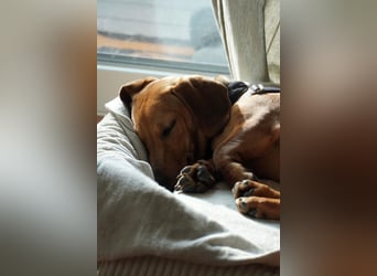 Alaska wartet in Rostock auf ihre Menschen