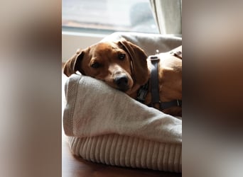 Alaska wartet in Rostock auf ihre Menschen