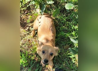 APRIL - gerettet von der Straße nahe Slatina