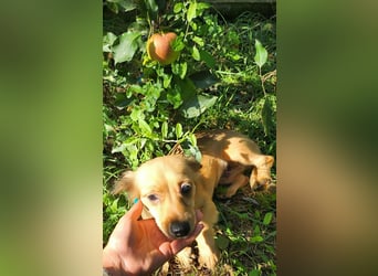 APRIL - gerettet von der Straße nahe Slatina