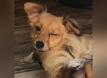 APRIL - gerettet von der Straße nahe Slatina