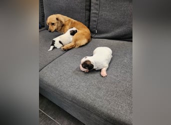 APRIL - gerettet von der Straße nahe Slatina