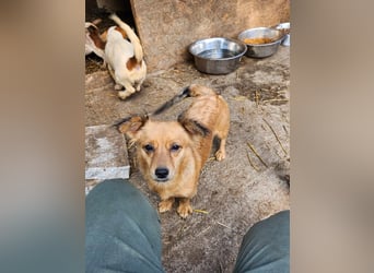 APRIL - gerettet von der Straße nahe Slatina
