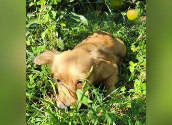 APRIL - gerettet von der Straße nahe Slatina