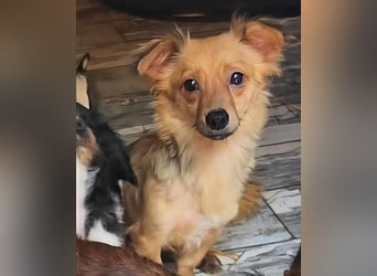 APRIL - gerettet von der Straße nahe Slatina