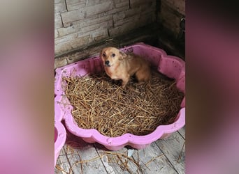 APRIL - gerettet von der Straße nahe Slatina