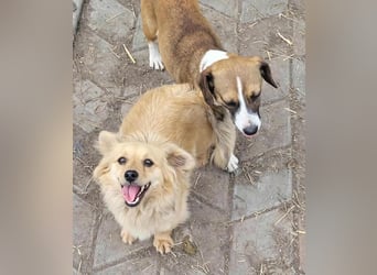 APRIL - gerettet von der Straße nahe Slatina