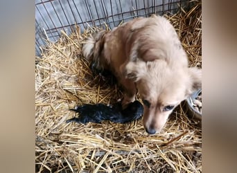 APRIL - gerettet von der Straße nahe Slatina