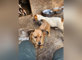 APRIL - gerettet von der Straße nahe Slatina