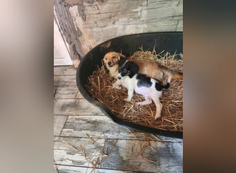 APRIL - gerettet von der Straße nahe Slatina