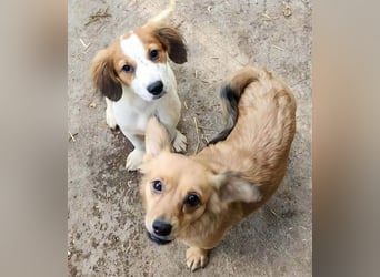 APRIL - gerettet von der Straße nahe Slatina